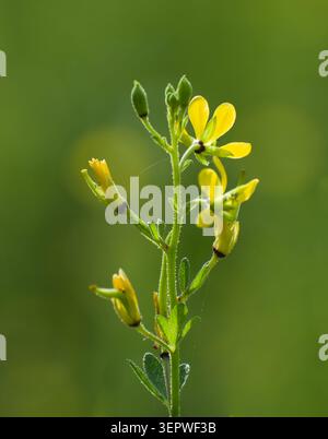 Ein detailreiches Makrofoto mit leuchtend gelben Wildblumenblättern und Knospen auf einem einzigen Stiel, das vor einem glatten, unscharfen, natürlichen grünen bac steht Stockfoto