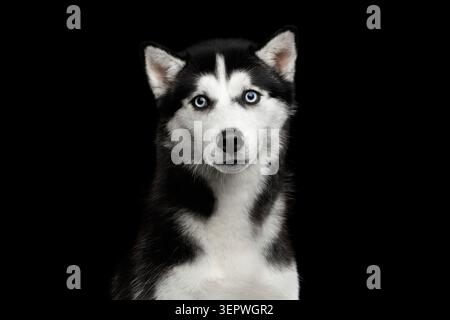 Portrait von Sibirischen Husky Hund mit blauen Augen überrascht schauen in die Kamera auf isolierten Schwarzen Hintergrund Stockfoto