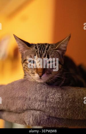 Tabby-Katze blinzelt, schläfrig und ruht auf einem Katzenbaum Stockfoto