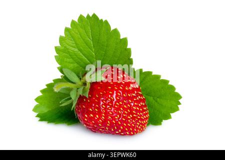 Natürliche Erdbeeren mit Blättern auf weißem Hintergrund. Eine Nahaufnahme aus Bio-Erdbeeren. Stockfoto
