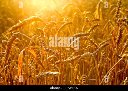 Weizenfeld in den Strahlen der Abendsonne. Reife Weizenohren. Hellgelber Weizen. Stockfoto