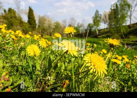 Löwenzahn blüht auf einer Sommerwiese Stockfoto