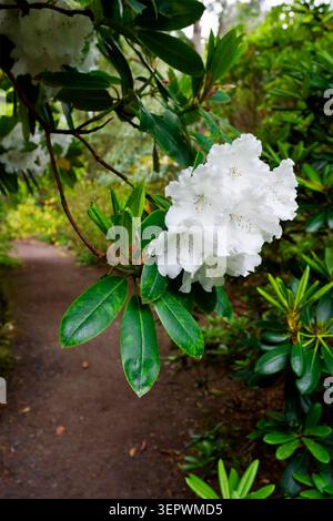 Wunderschöne Rhododendronblume in voller Blüte Stockfoto