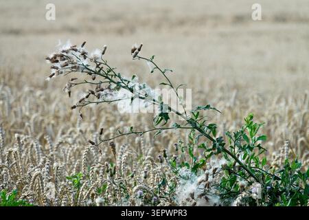 Blassende weiße flauschige Samenköpfe von kriechender Thistle Cirsium arvense auf einem Weizenfeld Stockfoto