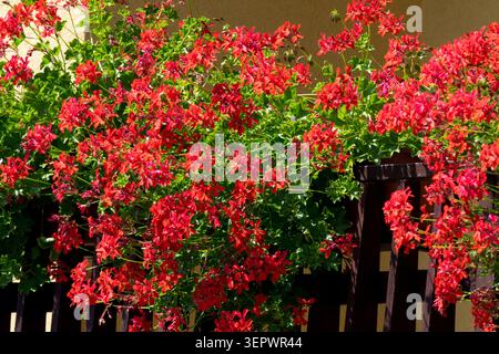 Rote Blumen von Ivy Geranium Pelargonium peltatum auf einem dunklen Holzzaun in einem Sommergarten Stockfoto