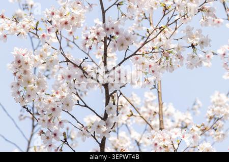 Büschel von weißen und blassrosa Kirschblüten leuchten vor einem hellblauen Frühlingshimmel in Tokio, Japan. Stockfoto