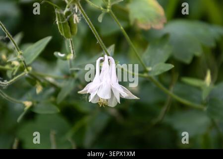 Zarte, blassrosa kolumbinenblüte blüht in einem Sommergarten. Nahaufnahme einer Aquilegienblüte, die an einem Zweig hängt, mit grünen Blättern, die in der Ba verschwommen sind Stockfoto