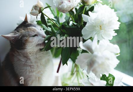 Eine dreifarbige Katze in der Nähe von Pfingstrosen am Fenster Stockfoto