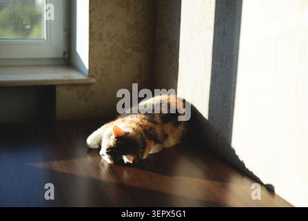 Eine süße Katze schläft auf einem Tisch in der untergehenden Sonne Stockfoto