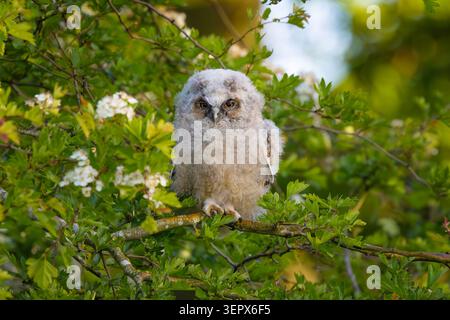 Langohr-Eulen (Asio otus) auf Weißdornzweig, Lincolnshire Fens, England. Stockfoto