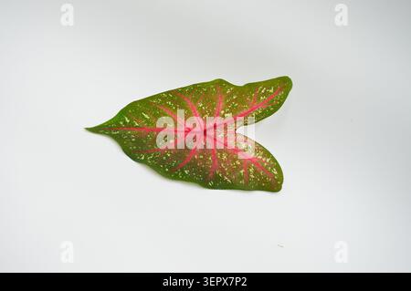 Ein einzelnes herzförmiges Caladium-Blatt mit markanten rosa Adern und gesprenkelten grünen Mustern, isoliert auf weiß Stockfoto