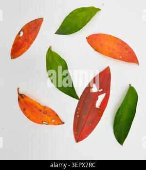 Eine Sammlung gemischter herbstlicher und grüner Blätter auf weißem Hintergrund, die den jahreszeitlichen Übergang symbolisieren Stockfoto