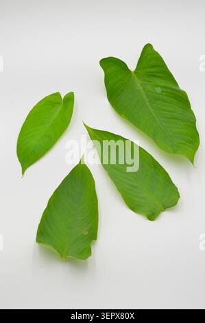 Vier unterschiedliche herzförmige grüne Blätter, die symmetrisch auf einem sauberen, professionellen weißen Hintergrund für botanische Projekte angeordnet sind Stockfoto