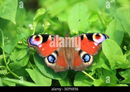 Europäischer Pfau, Aglais io, schöner bunter Schmetterling auf der Pflanze Stockfoto