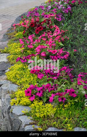Farbenfrohe Blüten füllen ein schönes Gartenbeet mit leuchtend rosa und gelben Blumen. Stockfoto