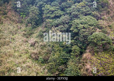 Bei einem Blick aus der Vogelperspektive auf die Herbstvegetation von Yangmingshan wachsen unzählige Bäume und Silbergras nebeneinander an sanften Hängen. Stockfoto