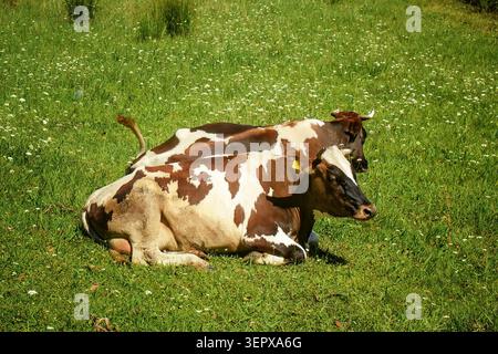 Zwei braune und weiße Kühe liegen im Sommer auf grünem Gras auf einer sonnigen Weide. Friedliche ländliche Szene mit Vieh auf einem ruhigen Bauernhof. Stockfoto