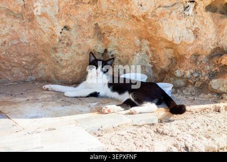 Schwarz-weiße Katze im Schatten der antiken Steinmauer in Nafplion, Griechenland Stockfoto