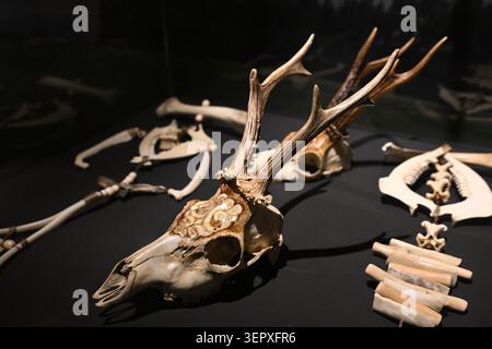 Gravierte Hirschschädel und andere Knochenbilder Stockfoto