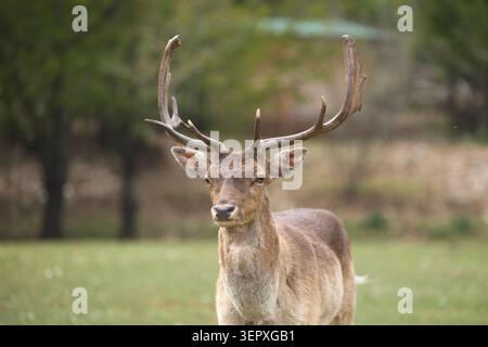 Ein Hirsch mit großem Geweih blickt in natürlicher Umgebung auf die Kamera. Der weiche Hintergrund und das detailreiche Pelz sorgen für eine filmische Atmosphäre mit Tierporträts. Stockfoto
