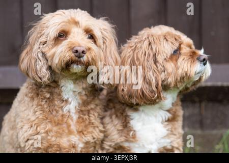 Zwei entzückende Cavapoo-Hunde sitzen im Sommer im Outdoor Portrait in einem British Garden zusammen, während einer die Kamera anschaut Stockfoto