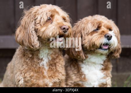 Zwei Glückliche Ruby Cavapoo-Hunde Sitzen Draußen Zusammen Und Schauen Weg Stockfoto