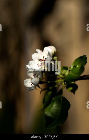 Nahaufnahme zarter weißer Obstbaumblüten mit jungen grünen Blättern bei sanftem Sonnenlicht Stockfoto
