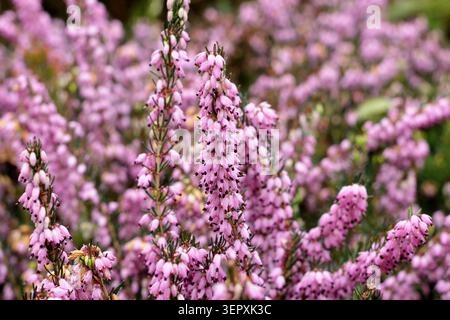 Rosafarbene Blüten von Erica x darleyensis „Spring Surprise“ Winterheidekraut im britischen Garten. Stockfoto