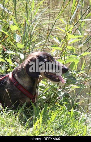 Glücklicher Dackelhund mischt Hund mit Zunge auf grünem Gras am Ufer des Thiersees. Tierreisen in Tiroler Alpen, Österreich, Europa. Stockfoto