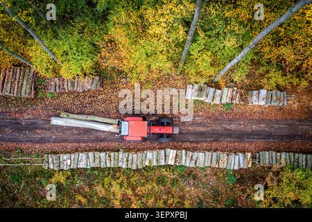 Aus der Vogelperspektive eines roten forstwirtschaftlichen Traktors, der auf einer Feldstraße durch einen Herbstwald mit Holzhaufen in Debrzno, Woiwodeshi Pommern, Holz transportiert Stockfoto