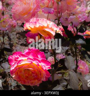 Großaufnahme großer, heller Rosen aus einem blühenden Busch. Die Rosen werden von der Mittagssonne beleuchtet, ihre Blütenblätter sind rosa und korallenfarben. Stockfoto