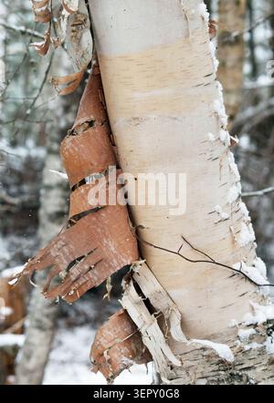 Birkenrinde schält sich von einem Baum in New Brunswick Stockfoto