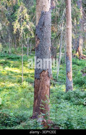 Fichtenbaum mit beschädigter Rindenoberfläche, der Schädlingsbefall und Rindenkäfer im Wald zeigt Stockfoto