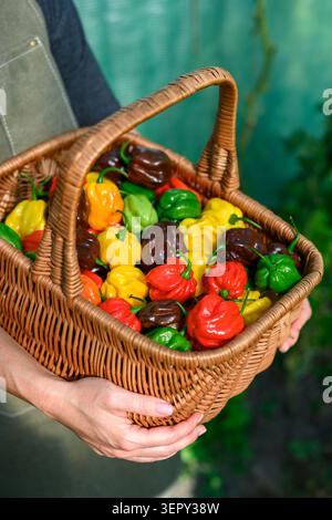 Korb mit gemischten Habanero-Paprika gefüllt, die vom Landwirt gehalten werden. Frische Chili ernten natürliche Lifestyle-Szene im Freien Stockfoto