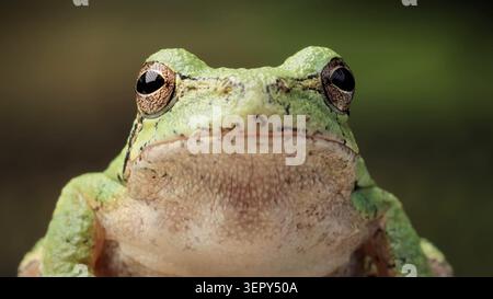 Nahporträt eines grünen Baumfrosches mit ausdrucksstarken Augen Stockfoto