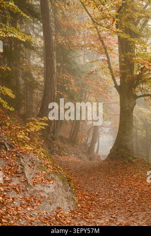 Waldweg bedeckt mit gefallenen Blättern windet sich durch einen nebeligen Herbstwald. Stimmungsvolle Naturszene mit goldenem Laub und sanftem Morgenlicht Stockfoto