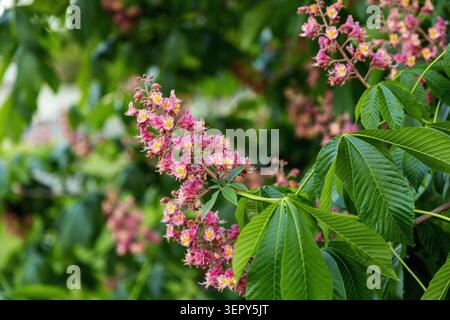 Blühende rote Rosskastanienbäume mit rosa Blüten im Frühjahr. Rote Rote Rote Rote Rote Rote Rote Rote Rote Rote Rote Rote Rote Rote Rote Rote Stockfoto