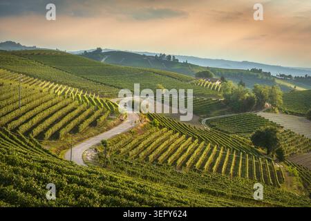 VEW einer Landstraße, die sich bei Sonnenuntergang durch terrassierte Weinberge auf den sanften Hügeln von Langhe bei Barbaresco führt. Cuneo, Piemont, Italien Stockfoto