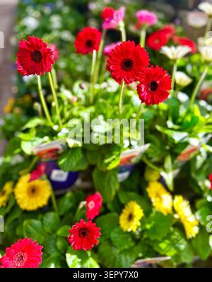Hellrote Gerbera Gänseblümchen mit dunklen Zentren blühen in scharfer Schärfe, mit gelben, rosa und weißen Gerberas, die in einem bunten Garten sanft verschwimmen. Stockfoto