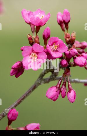 Nahaufnahme der rosafarbenen Blume der blühenden Cherry Prunus serrulata „Collingwood Ingram“ auf einem unscharfen Hintergrund in einem Frühling Stockfoto