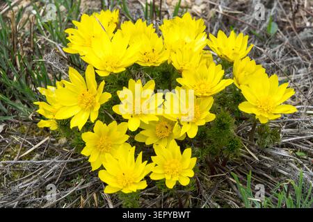 Gelbe Fasanenblüten Eye Adonis vernalis blühen im Frühjahr auf einem trockenen grasbewachsenen Hügel Stockfoto