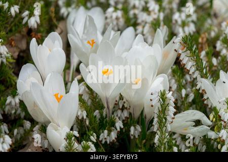 Weiße Blüten des Frühlings Crocus vernus „Jeanne d'Arc“ blühen durch die weiße Winterheide Erica carnea „Springwood White“ im Garten Stockfoto