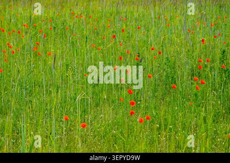 Leuchtend rote Mohnblumen verstreut über ein üppiges grünes Gerstenfeld im Sommer, schaffen einen farbenfrohen natürlichen Hintergrund und eine ländliche Landschaft Stockfoto