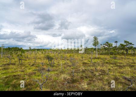 Weite Aussicht auf das Dunika-Moor in Lettland mit verstreuten Kiefern, Moorvegetation und dramatischen Wolken über einem unberührten Feuchtgebiet Stockfoto