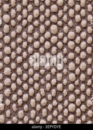 Detaillierte Nahaufnahme mit einem beige-taupe getufteten Teppich mit dichten, hochgeschwungenen Garnen, die eine kieselartige Textur bilden. Weiche Wollbüschel heben sich hervor Stockfoto
