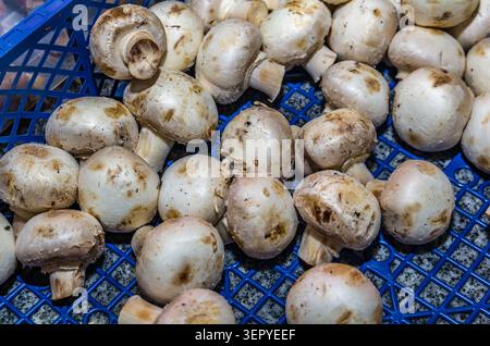 Eine große Menge frischer weißer Knopfpilze mit brauner Erdmarkierung wird auf blauen Marktkisten aus Kunststoff verkauft. Das natürliche t Stockfoto