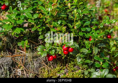 Wilder Preiselbeerstrauch mit Reifen roten Beeren und saftig grünen Blättern, der auf einem Flechten- und moosbedeckten Felsen in einem nördlichen Wald wächst. Geeignet für Foragi Stockfoto