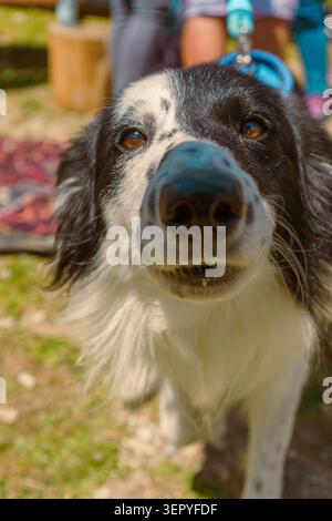 Extreme Nahaufnahme eines neugierigen Schwarzweiß-Collie-Hundes, der an einem sonnigen Tag im Freien direkt in das Kameraobjektiv blickt. Stockfoto