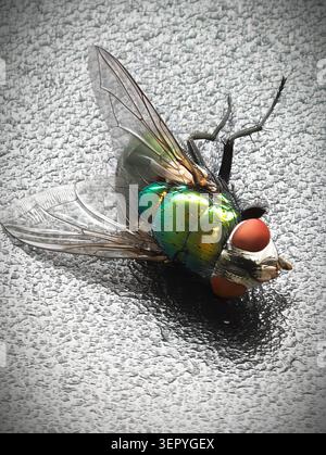 Nahaufnahme einer metallischen grünen Blasfliege, die auf einer rauen grauen Oberfläche liegt. Das Insekt zeigt schillernde grüne und blaue Bauchsegmente, translucen Stockfoto