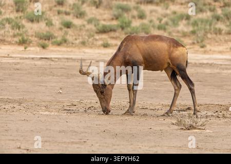 Red Hartebeest im Dry Nossob Riverbed Kgalagadi Transfrontier Park 17290 Stockfoto